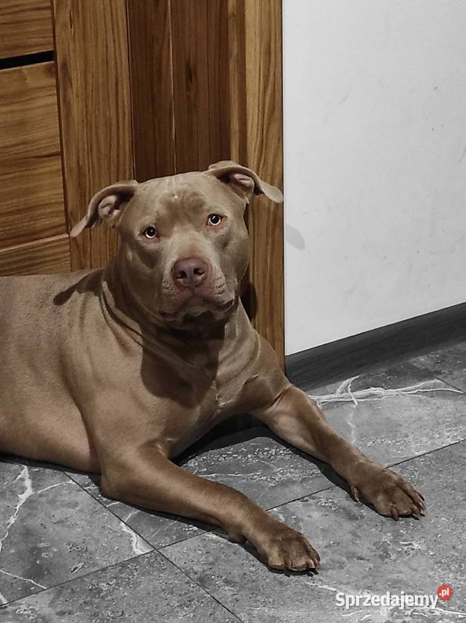 American Bully XL Lilak śliczny pomorskie Gdańsk