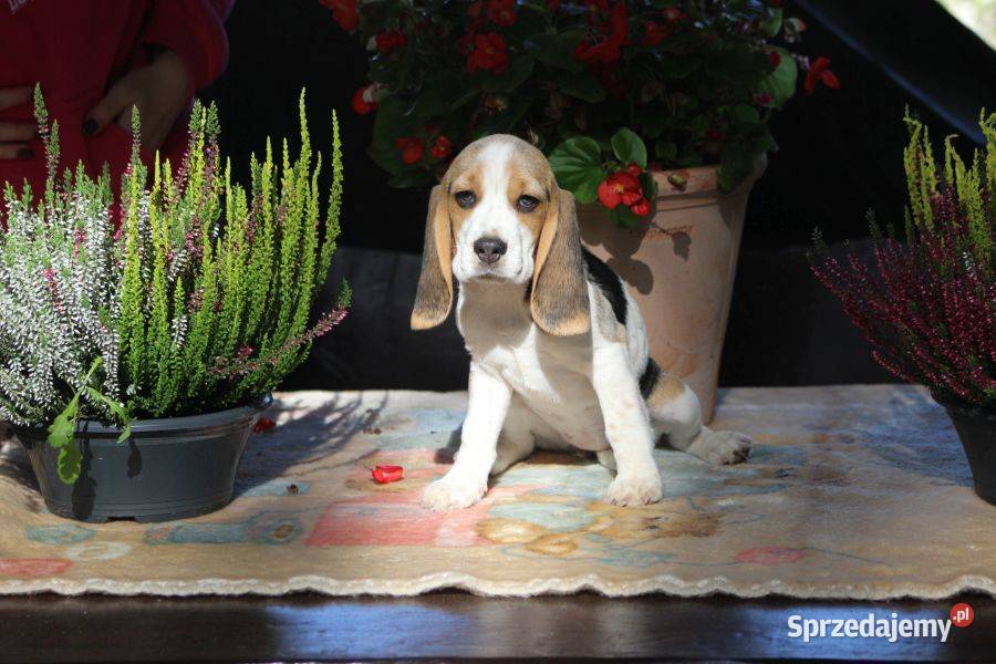 Beagle szczeniaczki ZKwP Championie Polski śląskie sprzedam