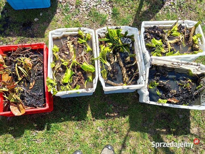 Grążel żółty sadzonka rośliny do oczka wodnego Rakszawa