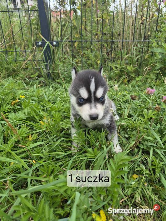 Szczeniaki Syberian Husky świętokrzyskie Samsonów-Piechotne sprzedam