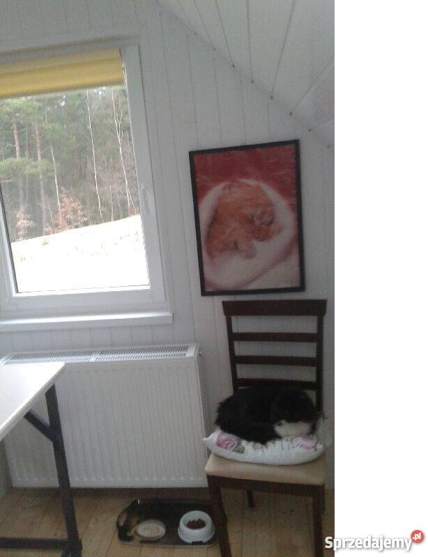 Opieka kotami bezpieczne schronienie Dla zwierząt Gdynia