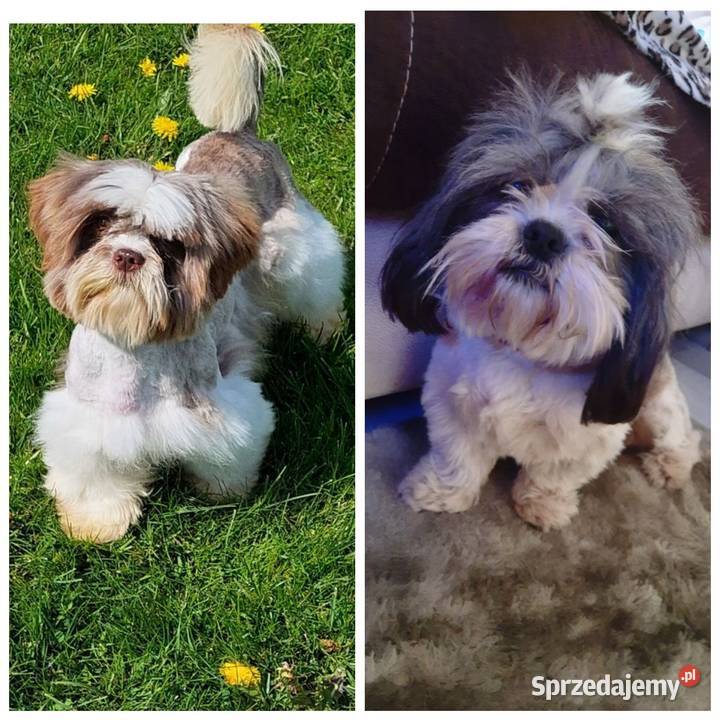 Shih tzu pieski piesek