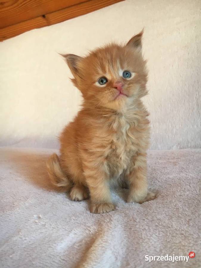 Kocięta Maine Coon wielkie koty Maine Coon małopolskie