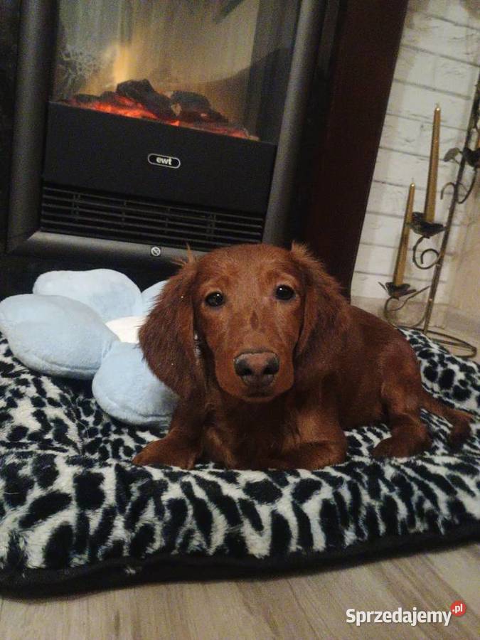 Jamnik długowłosy miniaturowy piesek Radziejów