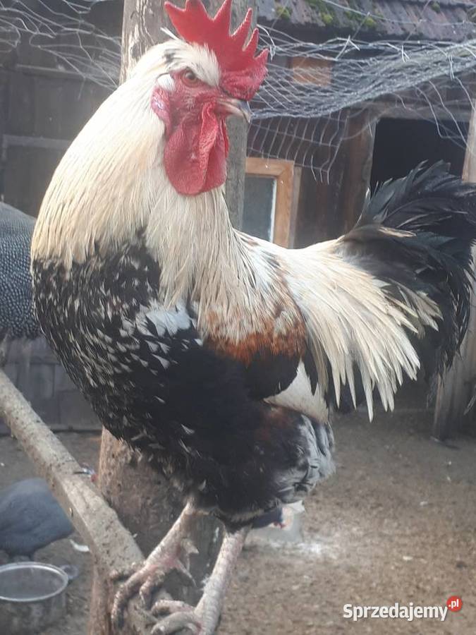 Koguty vorwerk lakefender i inne Ostrzeszów