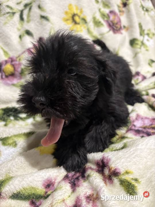Sznaucer miniaturowy czarny piesek Sznaucer Solec Kujawski