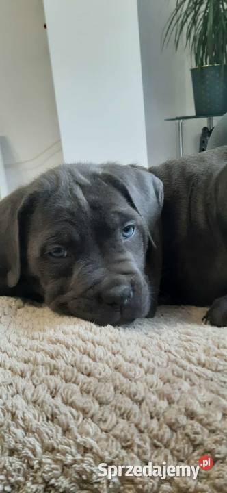 Suczka błękitna Cane Corso z rodowodem