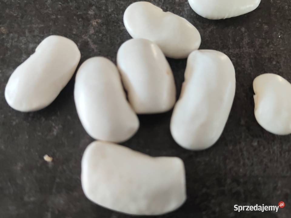 Fasola jaś tyczny ekologiczny świętokrzyskie