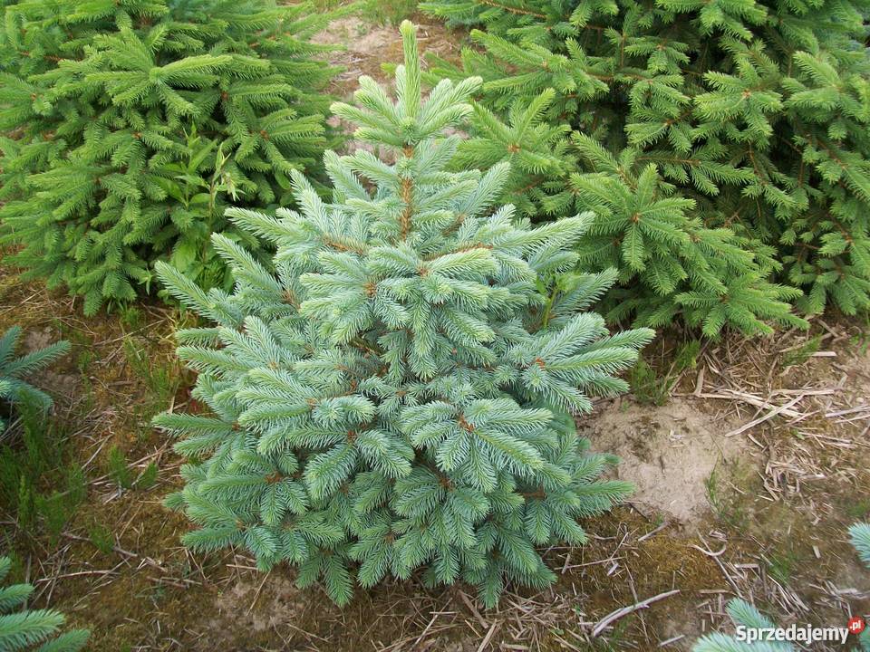 Świerk srebrny żywe choinki żywopłot Plantacja Rośliny