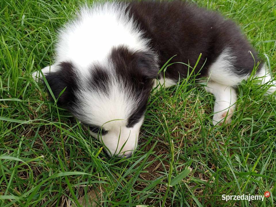 Border Collie FCI do odbioru lekarza weterynarii