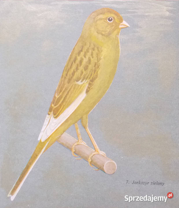 plakat vintage kanarek plakat vintage obraz ptak