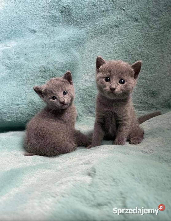 Kotki rosyjskie niebieskie z rodowodem lubelskie Zamość
