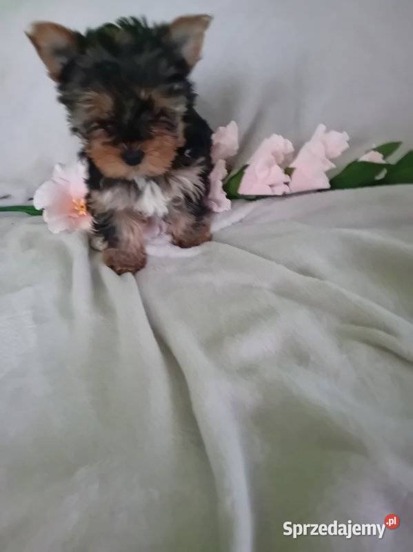 Sprzedam pieska yorka Płock