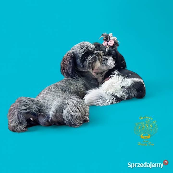 Szczenięta shih tzu z genem blue Zawiercie sprzedam