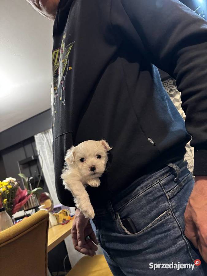 Cudowne maltańczyki Łódź