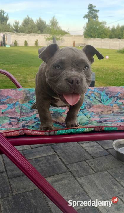 American Bully Pocket łódzkie