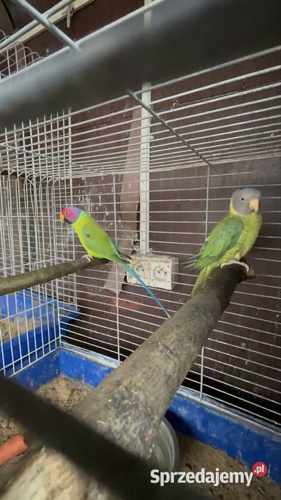 Alexandretty śliwogłowe para Strzegom