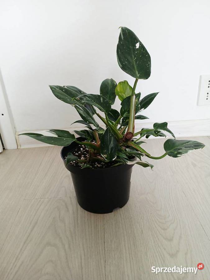 Philodendron White Princess Częstochowa