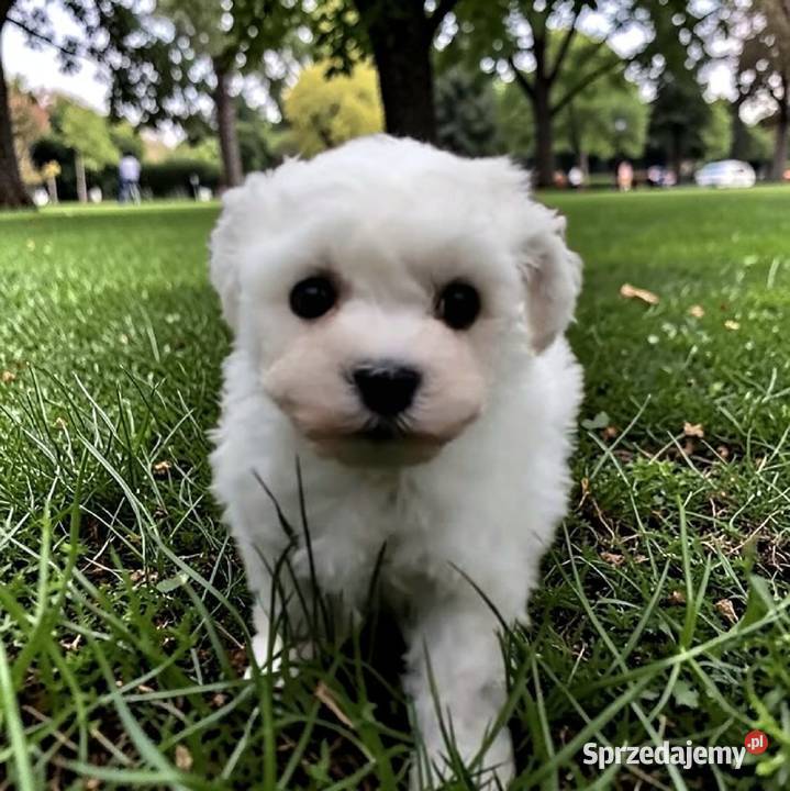 Bichon frise Fci