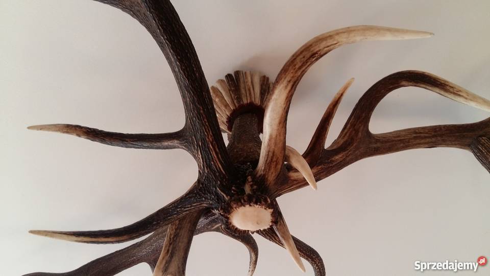 Żyrandol ze zrzutów poroża jelenia Szczecinek