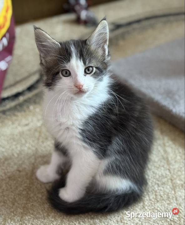 Kocurek Maine Coon gotowy do odbioru Wrocław sprzedam