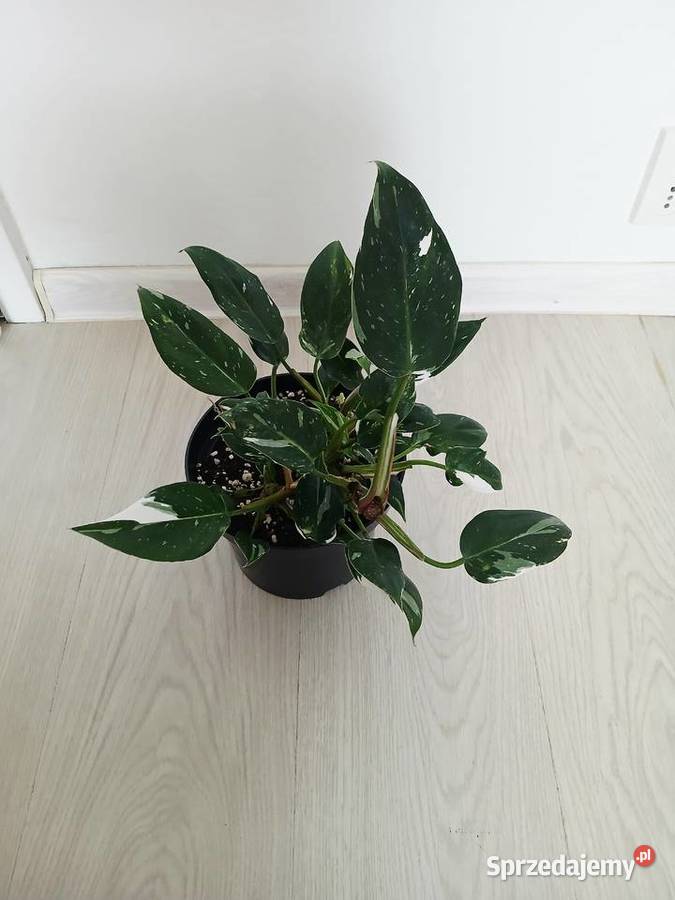 Philodendron White Princess Zielone Częstochowa sprzedam