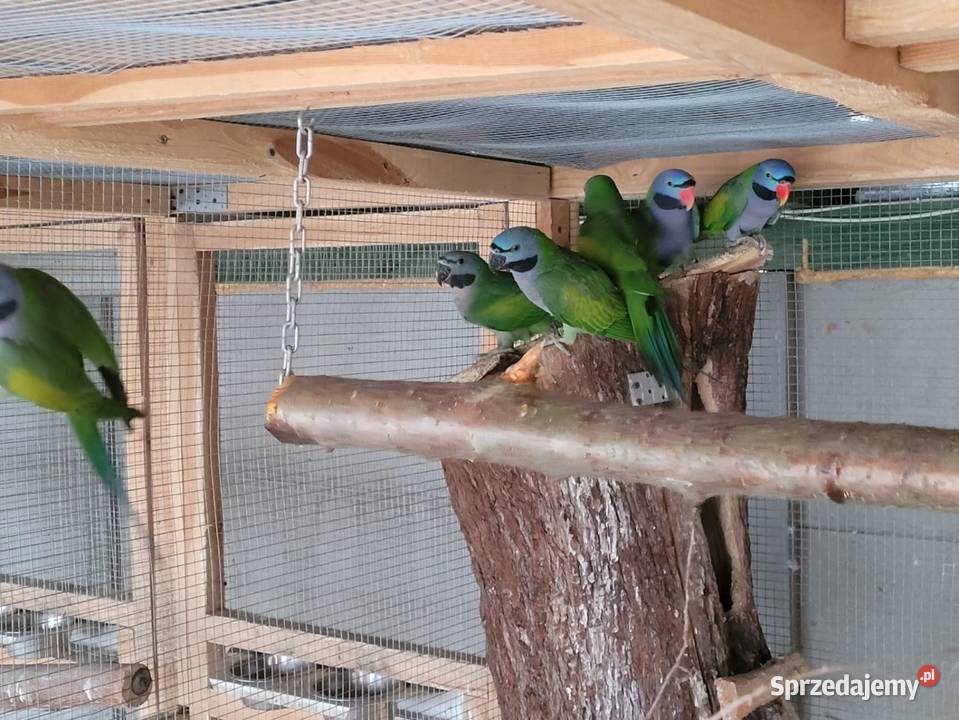 Aleksandretty Chińskie Dąbrowa