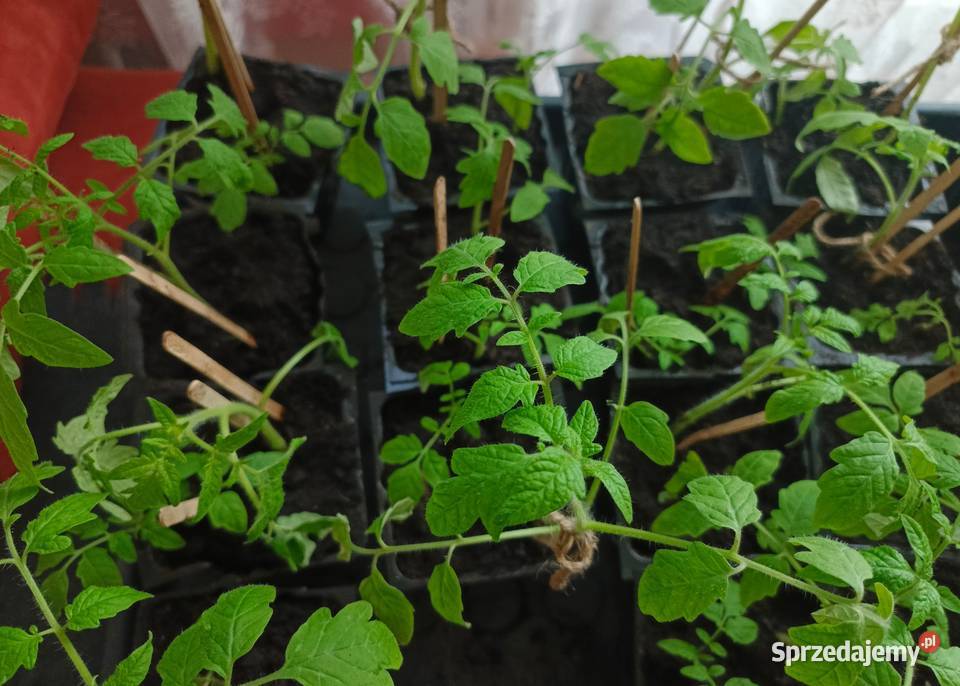 Sadzonka pomidora karłowatego Kmicic łódzkie Łódź