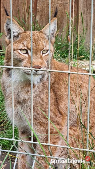 Ryś euroazjatycki Lynx lynx piękny dorosły Pozostałe Katowice