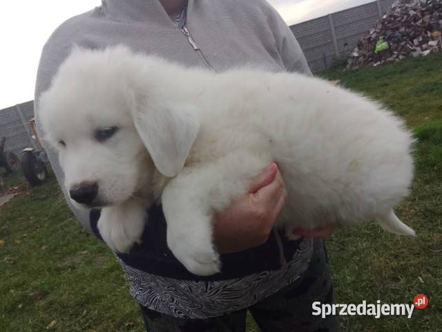 Owczarek Podhalański szczenięta Ceranów