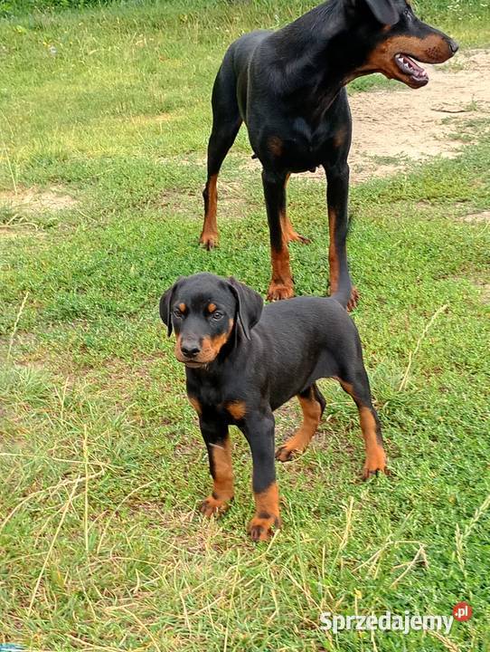 Dobermany szczeniaki mocne Ostrów Mazowiecka