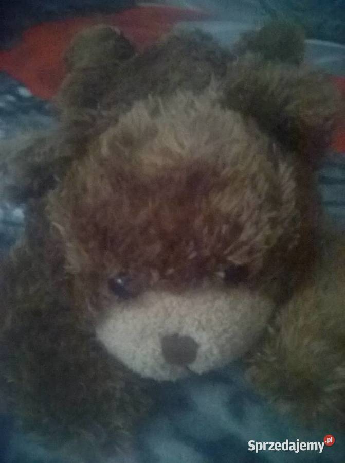 Miś mały brązowy Świętajno