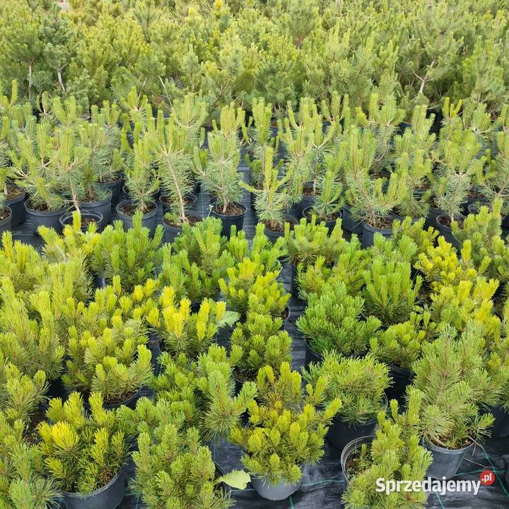 Sosna kosodrzewina pumillio czarna limba Jelitów