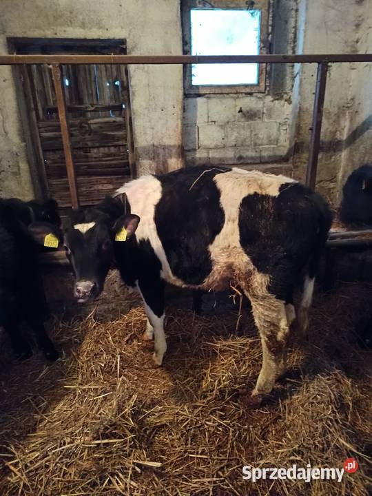 Sprzedam jałoszki Żelazowa Wola