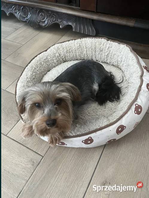 yorkshire terrier pies Skalbmierz sprzedam