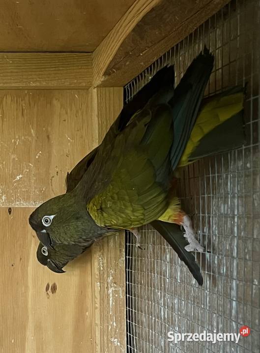 Dwie Samice Patagonki Konura patagońska Kuczki-Kolonia sprzedam