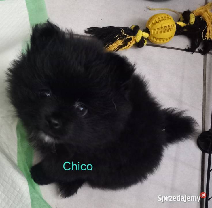 Szpic miniaturowy pomeranian Radomsko