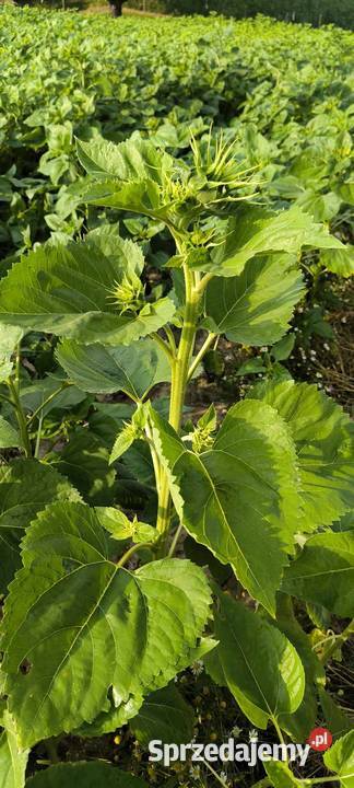 Słonecznik małopolskie Gierałtowiczki