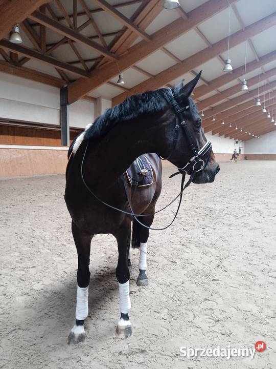 ładna hanowerska 6 letnia klacz Ptakowice sprzedam