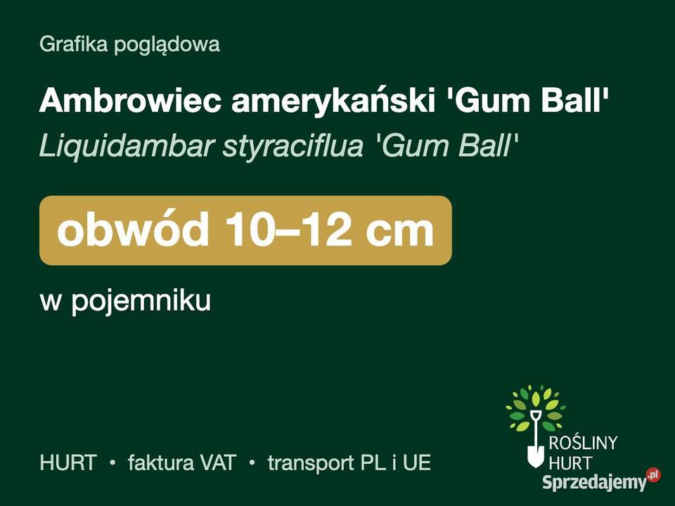 Ambrowiec amerykański Gum Ball obwód 1012 w
