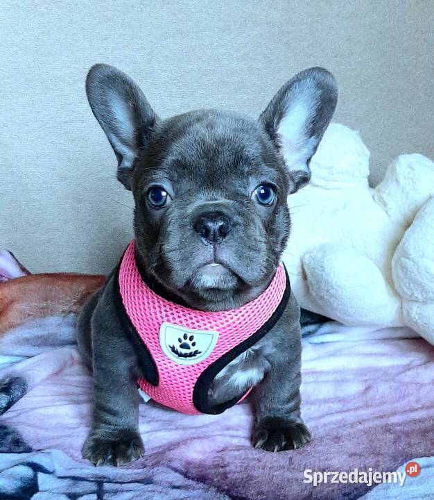 Buldog francuski sunia mega blue Pabianice