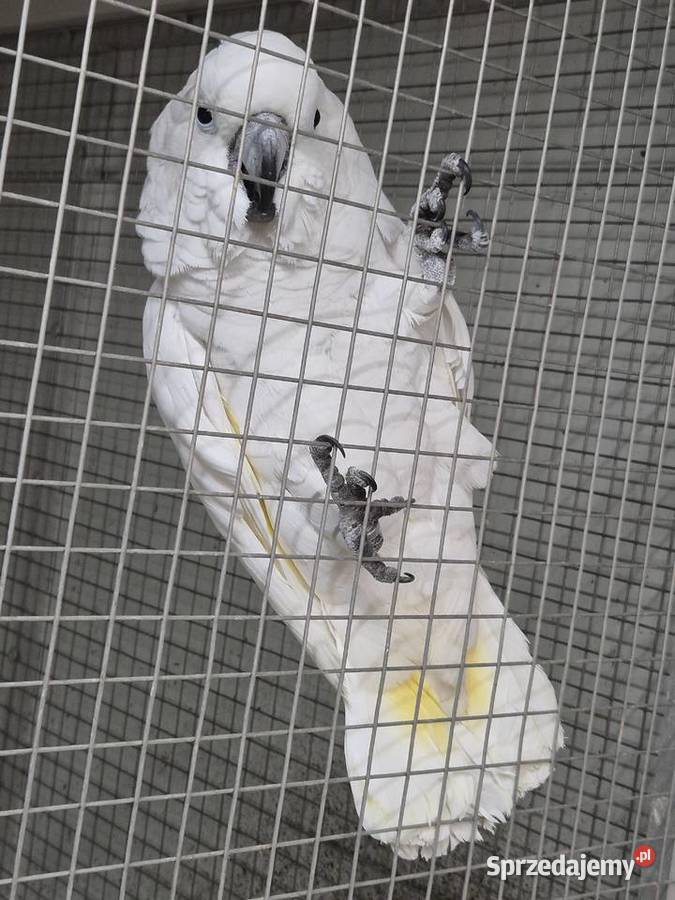 Kakadu Alba Rakoniewice