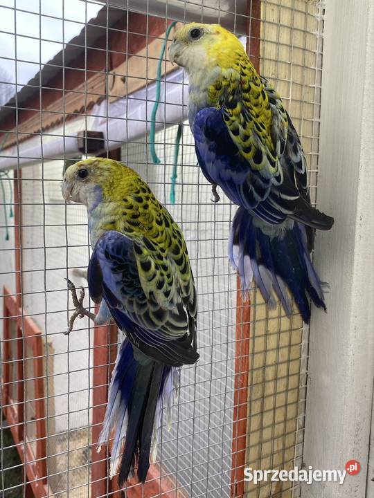 rozzella bladogłowa Ptaki Busko-Zdrój