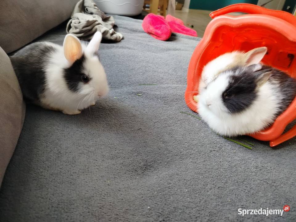 Króliki miniaturki karzełki i Teddy Rolnictwo Toruń sprzedam