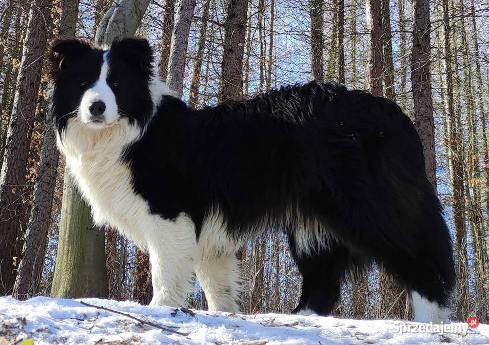 Piękny pies BORDER COLLIE z Hodowli Rasowy z Iwonicz sprzedam