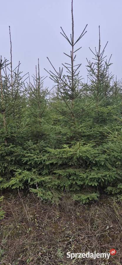 Choinki Swiateczne Swierk Pospolity Plantacja Iglaste kujawsko-pomorskie Cekcyn sprzedam