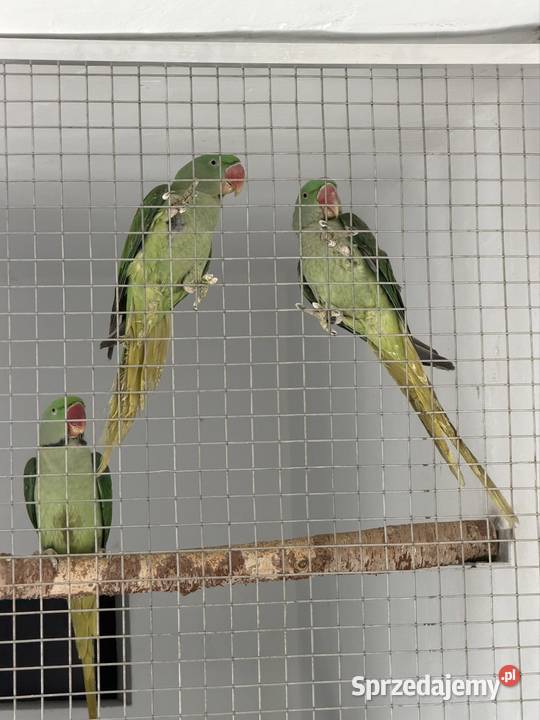 Aleksadrety Wielkie Zmienią Dom sprzedam