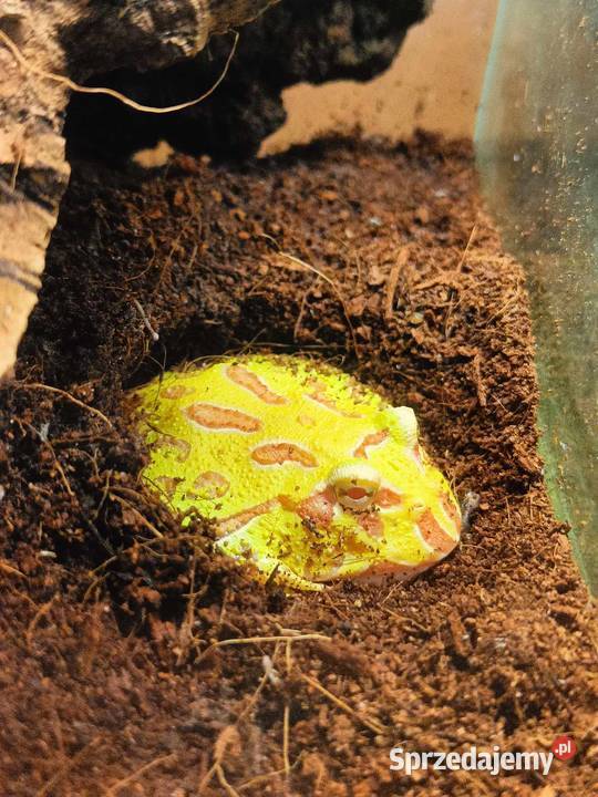 Żaba rogata Ceratophrys cranwelli Kraków