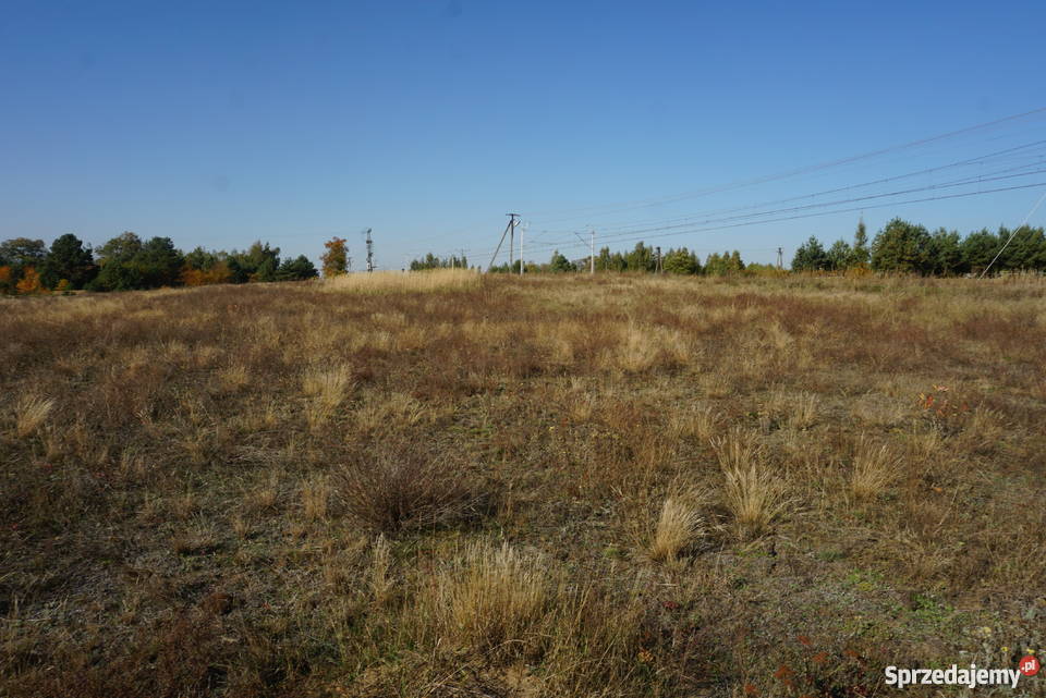 Kolonia Golina działka rolna o pow 48400 ha Golina-Kolonia sprzedam