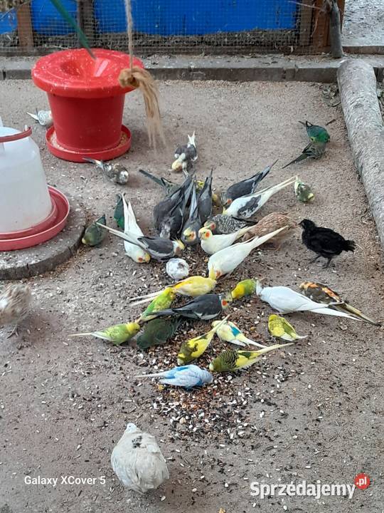 Papugi ceny Goczałków